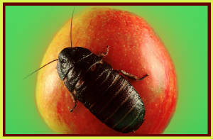 apple3.jpg